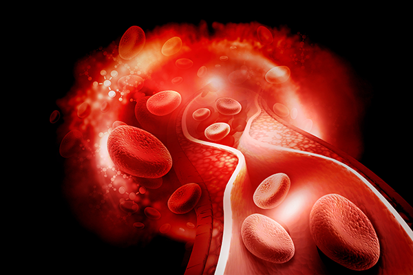 Simulation of Blood Vessels in a Vein